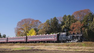 【紅葉の真岡鉄道】C12-66「SLもおか」 感動体験列車他（八木岡・市塙・道の駅もてぎ）[Moka railway] Steam locomotive C12\