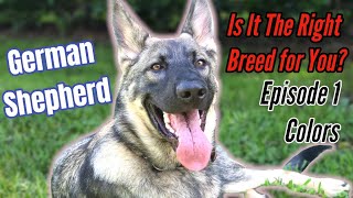 GERMAN SHEPHERD SHOULD YOU GET ONE?! Part 1