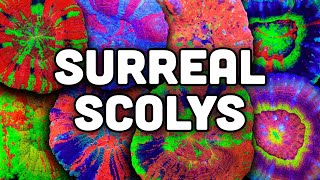 How to be SUCCESSFUL with Scolymia Coral!