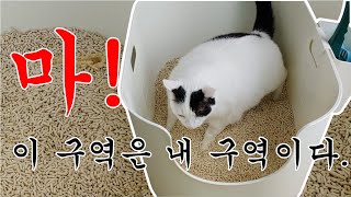 몸무게 8.2kg 고양이가 사용한 강집사 초대형 화장실.