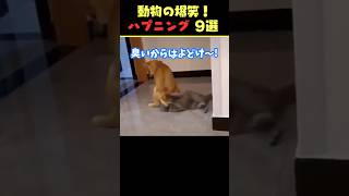 SNSで8.6億回バズった動物ハプニング動画9選！9Animal Happenings Videos That Got 860 Million Buzz on SNS!#犬#猫#動物#shorts