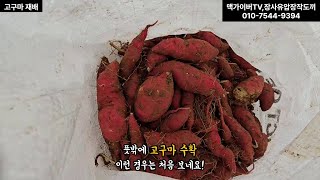 뜻밖에 고구마 수확! 일상 농사 이야기