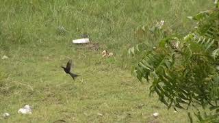 இரட்டைவால் குருவி - 2 | Drongo - 2