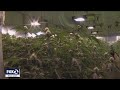 $10M cash, 500K marijuana plants seized in Bay Area's largest-ever bust