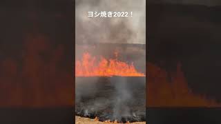 渡良瀬遊水地ヨシ焼き2022