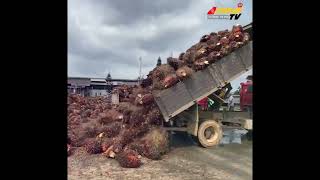 পামওয়েল এত জ*ঘ*ন্য কেন, জানলে মাথায় আকাশ ভা*ঙ*বে !