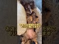 【福岡のわんこ店長】 ダックス dog わんこ旅 犬のいる暮らし いぬすたぐらむ 愛犬 いぬとの暮らし いぬのいる生活 チョコタン 福岡わんこ 福岡犬民 ダックス福岡 イッヌ 犬