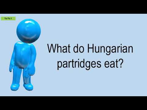 Is Hungarian partridge good eating?