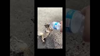 Gilhari Ne Bottle Se Pani Piya🙂 #shorts #shortb #ytshorts #animals