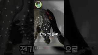 전기뱀장어를 절대 만지면 안되는 이유 #shorts #쇼츠