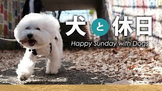 【犬も嬉しい休日】ドッグランとカフェと公園と♪[ビションフリーゼ ][トイプードル  ] #ToyPoodle #BichonFrise