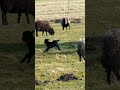 Cute Baby Lamb 1 Day Old running! 🐑🐏