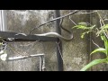 huge snake on tree then climbs to a roof