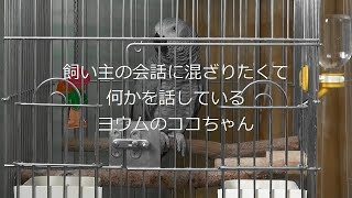 飼い主の会話に混ざりたくて何かを話しているヨウムのココちゃん