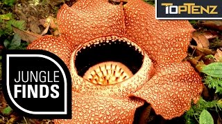 Top 10 STRANGE THINGS Found in the JUNGLE