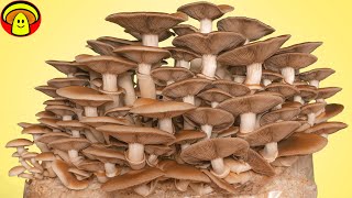 Stunning Mushrooms Grow Time Lapse | Pioppino Mushrooms