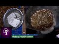 பால் காளான் படுக்கை தயாரிப்பது எப்படி how to prepare milky mushroom bed