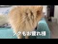 無茶が過ぎるポメラニアン【812日目】