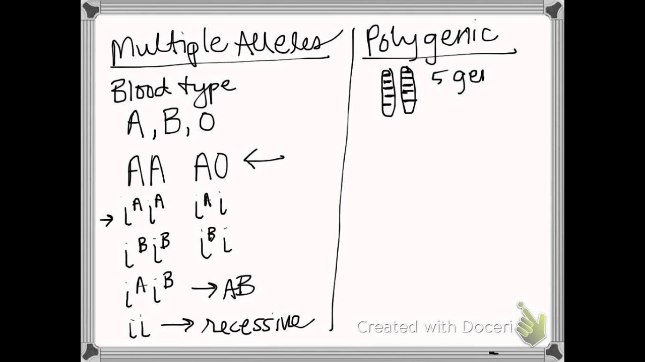 Polygenetic Traits Vs. Multiple Alleles - YouTube