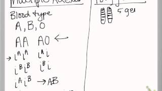polygenetic traits vs. multiple alleles