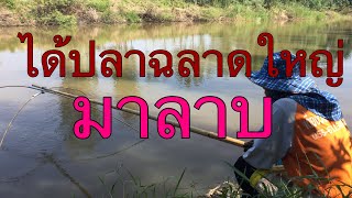 ยกยอ239|ได้ปลาฉลาดใหญ่มาลาบ Vchannel