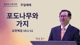 포도나무와 가지 (요한복음 15:1-11)