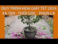 Quy trình hoa giấy Tết - xả tàn, tưới gốc, phun bón lá cho hoa giấy.