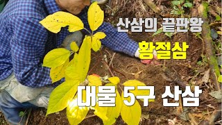 명품 산삼 그리고 대물 도라지, 산삼 잎사귀가 노랗게 변하는 늦가을 삼을 '황절삼'이라고 부르며, 이 시기의 삼을 최고로 쳐줍니다.