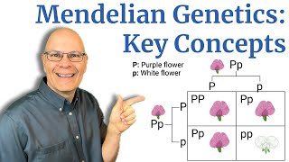Mendelian Genetics: Basic Concepts Explained for AP Bio Students