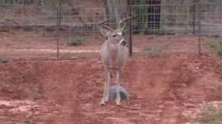 South Texas Whitetail Hunting HD 1080P