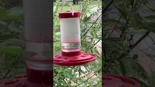 Biggest hummingbird in the world