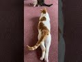 毛玉ボールで遊ぶ猫を眺めてる猫