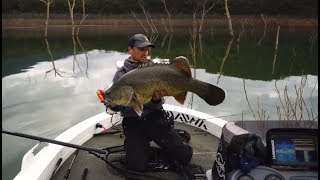 Chasing monster cod with HOOK²