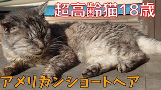 ルーティン朝の超高齢猫18歳べっかじいちゃん