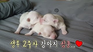 생후2주된 새끼강아지｜눈은 언제 뜰까요?♥  [정브르]