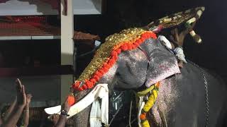 Thootha Pooram 2019 Kerala Elephants