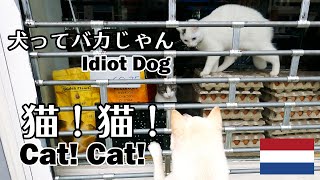 柴犬柿丸 猫に翻弄される犬【オランダ / 環境音 / 4K】Kaki-Maru the Shiba Inu