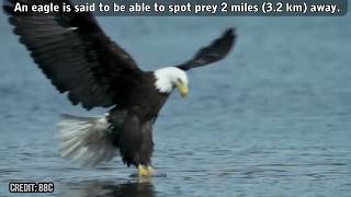 Best Eagle Dives; World's Largest and Craziest, Eagle v. Bobcat