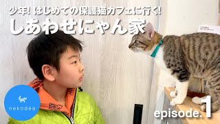 譲渡型保護猫カフェ「しあわせにゃん家」体験！　はじめての猫を飼おうと考えている親子と保護猫カフェ♪！【CatsMovie】