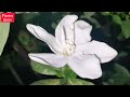 963 gardenia flowerbuds on all branches सारी शाखाओं पर गंधराज की कलियां low maintenance variety