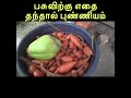 பசுவிற்கு எதை தந்தால் புண்ணியம்