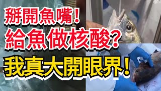 掰開魚嘴測核酸的場面，我真的大開眼界！| 廈門給魚做核酸上熱搜！魚會「肺」炎嗎？