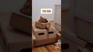 If cats could talk compilation