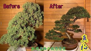 紀州真柏の改作作業をしました^ - ^How to create a juniper bonsai 大品 真柏