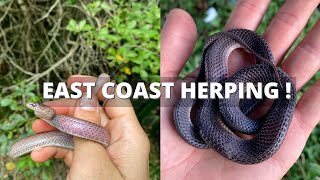 Exploring St Lucia and iSimangaliso Wetland Park For Snakes and Reptiles!