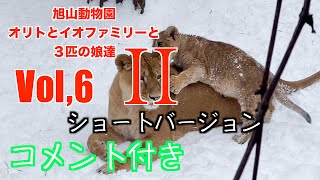 旭山動物園ライオンファミリー　オリトとイオ夫婦と３匹の娘達　フウ・レイ・イト　Vol,6-2　2022121　ショートバージョンASAHIYAMA ZOO世界一楽しい子ライオンファミリーを見てみよう！