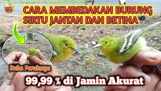 CARA MEMBEDAKAN BURUNG SIRTU JANTAN DAN BETINA, Perbedaan Cipoh Jantan Dan Betina, Sirpu Gacor