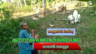 SUASANA PEDESAAN | AKTIFITAS WARGA SEDANG MENGGEMBALA KAMBING DAN MEMETIK MANGGA@masmas