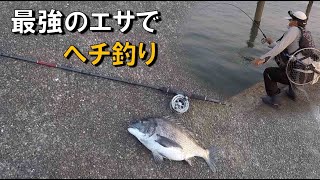 へチ釣りでクロダイ　最強のエサで釣る