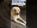 Acting queen 😂 || labra rubi || #youtubeshorts #shorts #labrador #dog #funny #memes #cute #comedy